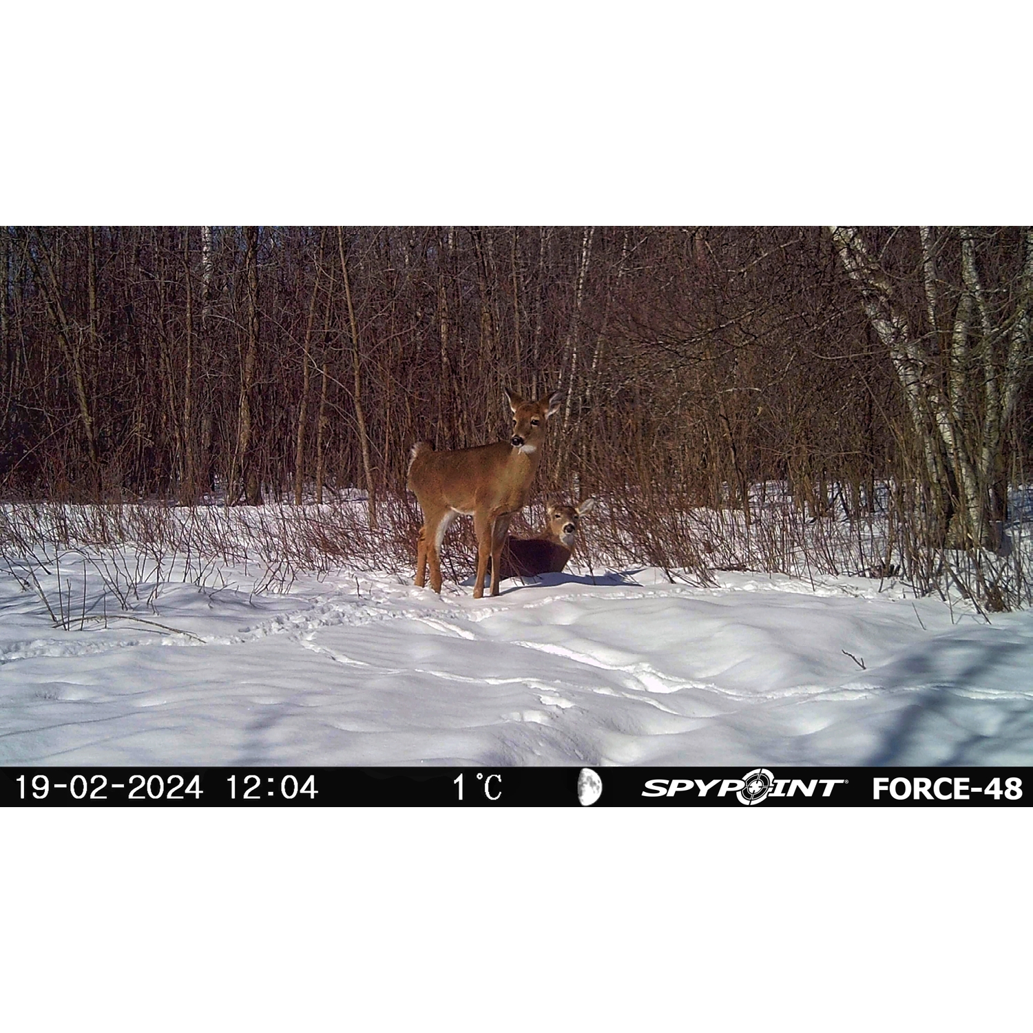 Spypoint FORCE-48 48mp / 720p Grey Trail Camera